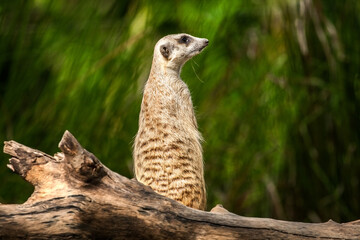meerkat on the lookout