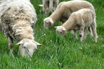 Mutterschaf mit drei Lämmern beim Grasen auf einer Wiese