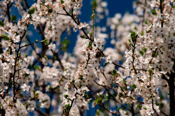 Spring flower blossoms nature landscape wallpaper