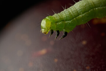 Details of a green caterpillar on a plum