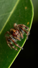 Details of a brown jumping spider on a green leaf