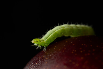 Naklejka premium Details of a green caterpillar on a plum