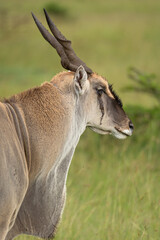 Naklejka na ściany i meble Eland bull, the biggest antelope in the African bush with eye injury. Wild animal seen on safari in Masai Mara, Kenya