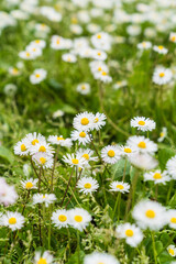 daisies in a field
