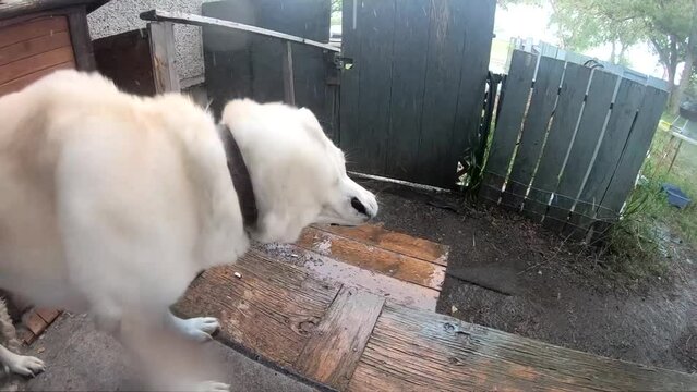 SLOW MOTION - White husky dog shaking water off in the backyard well it is raining outside.
