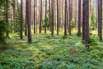 Obraz premium A pine forest on a summer day in August. Slender pines and lingonberry undergrowth