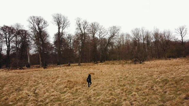 A woman walking in  Dyrehaven- deer park Copenhagen