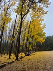 Bosque lluvioso de otoño en Cuenca 