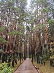 Bosque lluvioso de otoño en Cuenca 