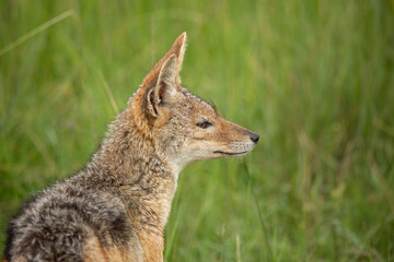 Fototapeta premium Side view of black-backed jackal (Lupulella mesomelas) sitting in the bush. African wildlife seen on safari in Masai Mara, Kenya