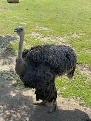 Ostrich Standing In A Field