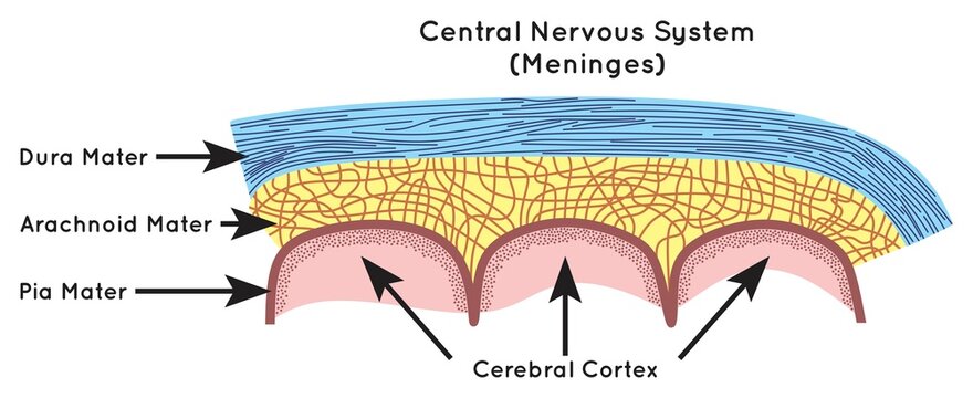 meninges anatomy structure part infographic diagram human body central nervous system layers including dura archnoid pia mater skull brain neurology biology physiology science education vector