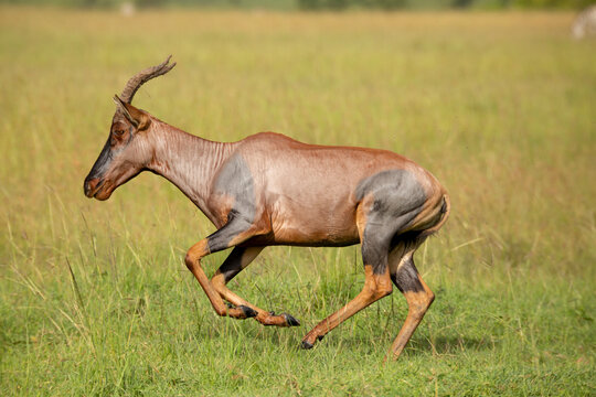 Side view of topi antelope running in the bush. African wildlife in Masai Mara, Kenya