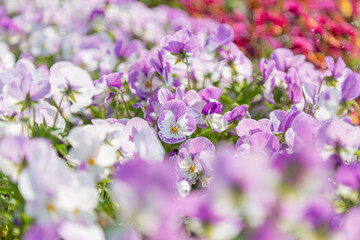 久宝寺緑地で満開に咲くビオラの花畑