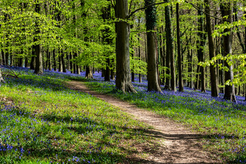 Bluebells in the Kings Woods in Challock near Ashford in Kent, England