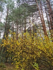 Detalle de vegetación con agua 