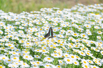 満開のマーガレットとアオスジアゲハ（久宝寺緑地）