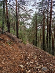 Bosque lluvioso de otoño en Cuenca 