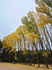 Bosque lluvioso de otoño en Cuenca 