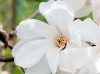 Fototapeta na wymiar White magnolia flower in the garden. Bright white and green wedding background