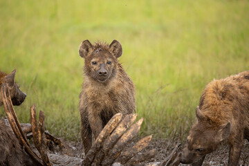 Spotted hyena Crocuta Crocuta) covered in mud standing behind carcass while others are feeding. African wildlife safari seen in Masai Mara, Kenya