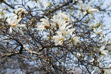 White magnolia flowers on branches without leaves in early spring in kaliningrad