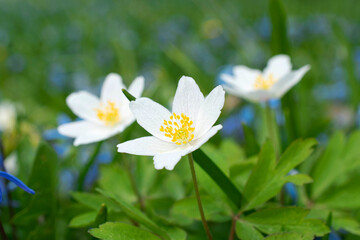 Snowdrops and primroses  in the grass in early spring. Anemone nemorosa close up