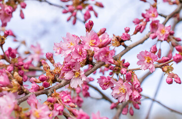 Blooming Fukubana sakura in the spring. Pastel pink botany background