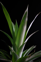 Obraz premium pineapple leaves or leaf on background