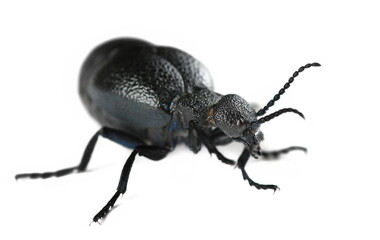Fototapeta premium Violet oil beetle, Meloe violaceus isolated on white