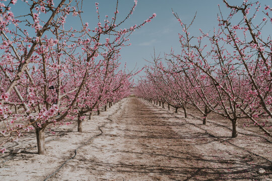 Orchard with blooming apricot trees