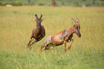 Two topi in tall grass of the bush running and chasing each other. African wildlife in Masai Mara, Kenya