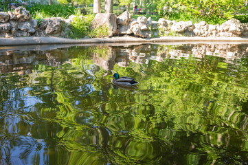 A duck swimming in a lake with green reflections