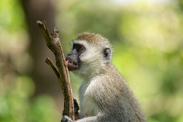 Vervet monkey, a small, black-faced monkey licking a branch with its tongue out. African wildlife seen on safari in Masai Mara, Kenya