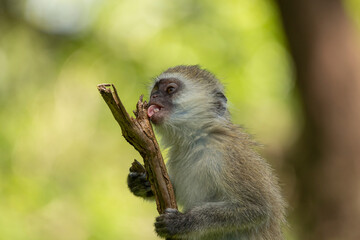 Obraz premium Vervet monkey, a small, black-faced monkey licking a branch with its tongue sticking out. African wildlife seen on safari in Masai Mara, Kenya
