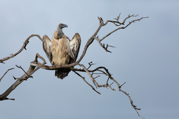 White-backed Vulture (Gyps africanus) opening wings and sitting on a branch. African wildlife safari seen on safari in Maasai Mara National Reserve, Kenya