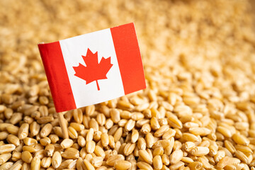 Grains wheat with Canada flag, trade export and economy concept.