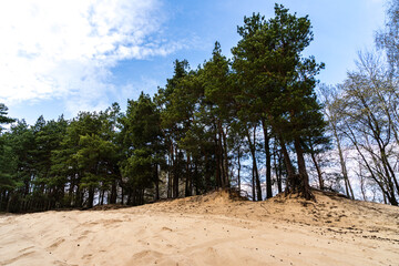 Fototapeta premium Sandy hill in the Lublin Upland