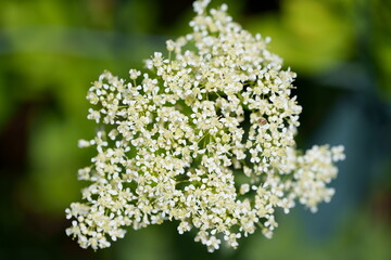 fleurs de carotte sauvage