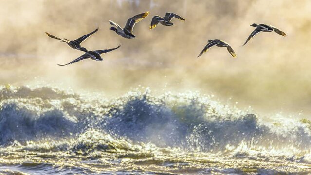 Ducks flying low over turbulent waters, seamless loop. This is a cinemagraph. a partially animated still image, which is a very popular and stylish technique