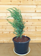 A young sapling of Juniperus scopulorum Moffat Blue in a plastic flower pot, against the background of a wooden masonry beam. Coniferous plants in interior decoration. Blue juniper seedlings