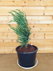 A young sapling of Juniperus scopulorum Moffat Blue in a plastic flower pot, against the background of a wooden masonry beam. Coniferous plants in interior decoration. Blue juniper seedlings