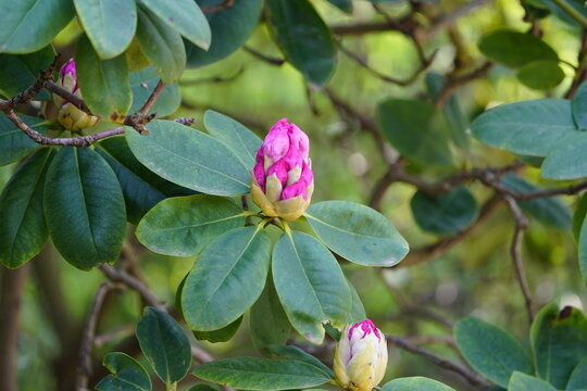 
Rhododendron 'Simona' is one of the large-flowered rhododendrons.
