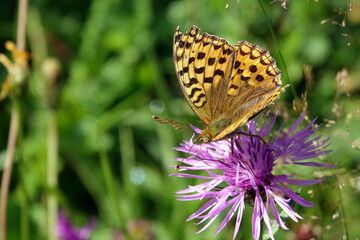 Issoria lathonia
