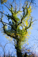 Bright green tree leaves on a tree in front of a blue sky on a fall day near Lichtenberg Castle in Germany.