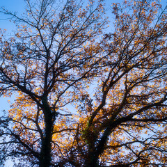 Bright orange tree leaves in front of a blue sky on a sunny fall day near Burg Lichtenberg in Germany.