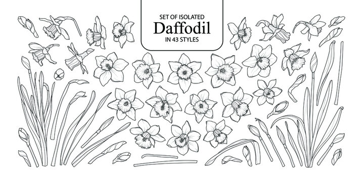 Set of isolated Daffodil in 43 styles. Cute hand-drawn flower vector illustration in black outline and white plane on white background.