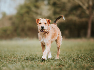 A terrier dog walks towards camera