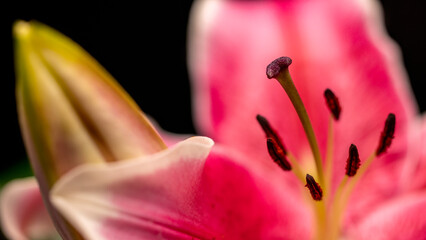 Detailaufnahmen von einer Lilie © jsr548