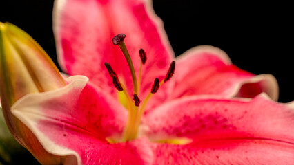 Detailaufnahmen von einer Lilie © jsr548